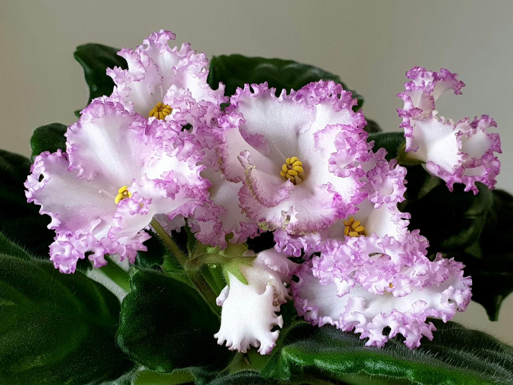 Фиалка Озерная Фея Фото И Описание – Telegraph