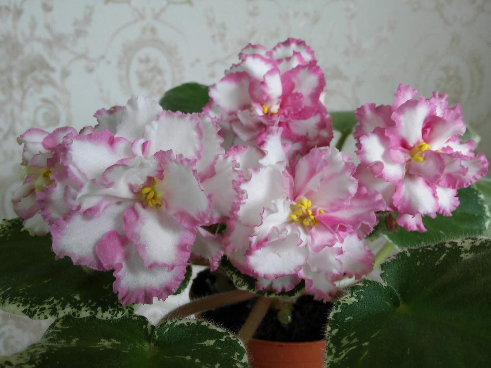 задорнов семья дети фото
