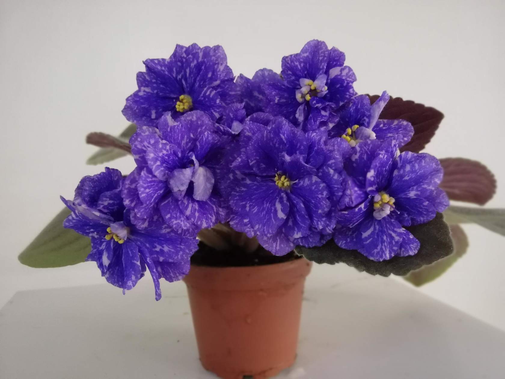 ФИАЛКИ КОЛЛЕКЦИОННЫЕ РС