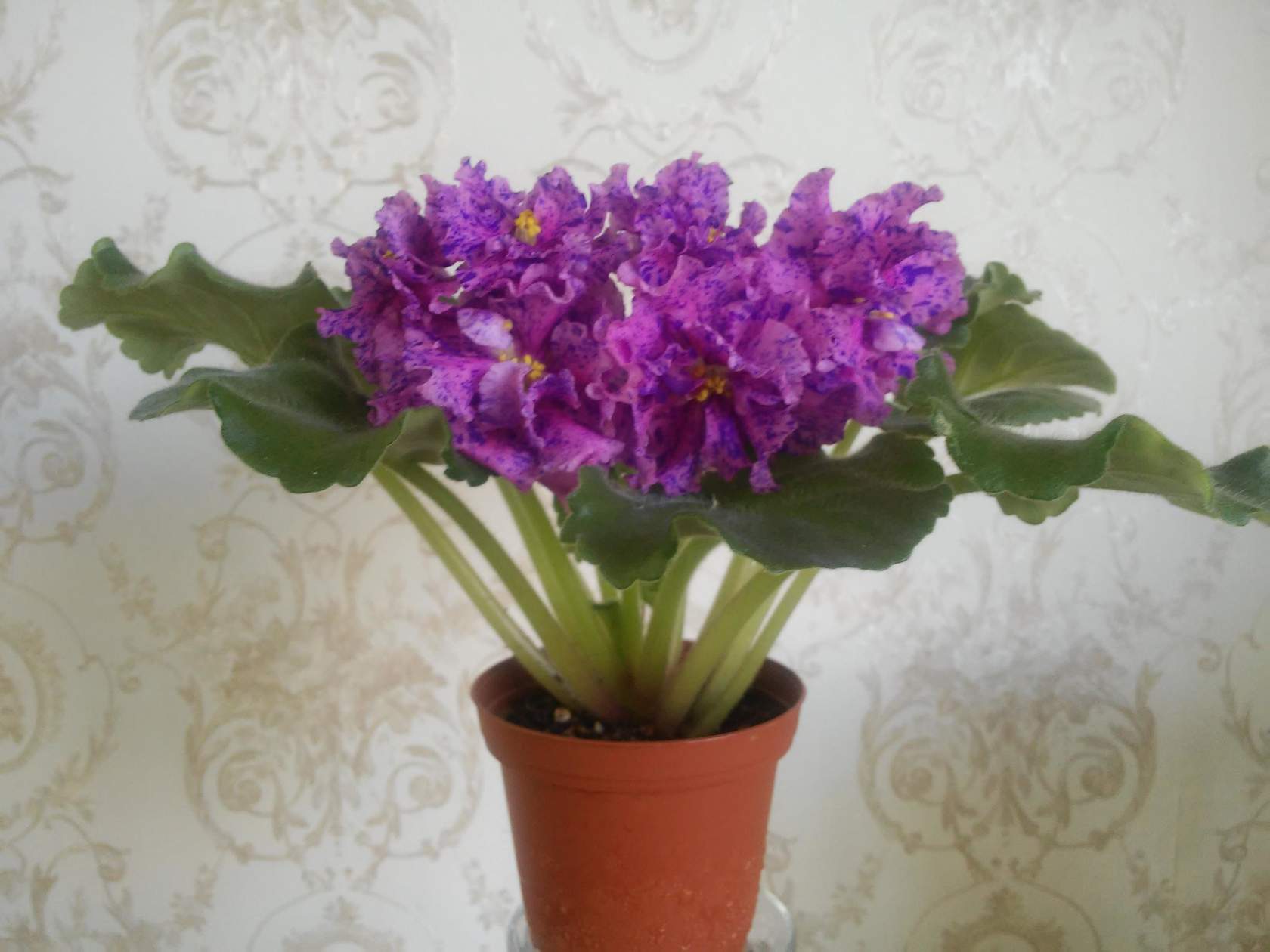ФИАЛКИ КОЛЛЕКЦИОННЫЕ РС