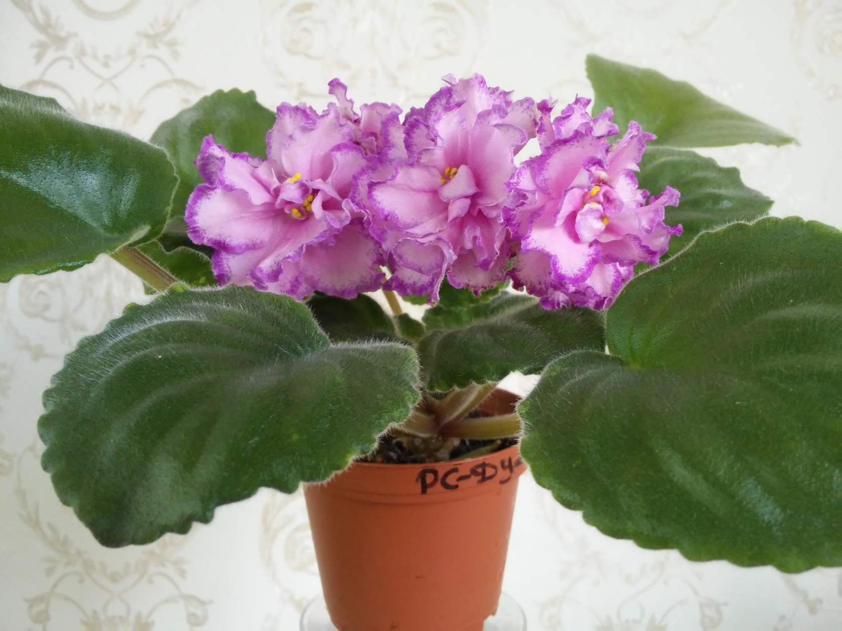 ФИАЛКИ КОЛЛЕКЦИОННЫЕ РС
