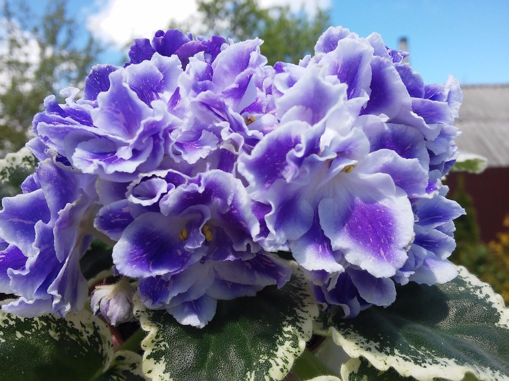 ФИАЛКИ КОЛЛЕКЦИОННЫЕ РС