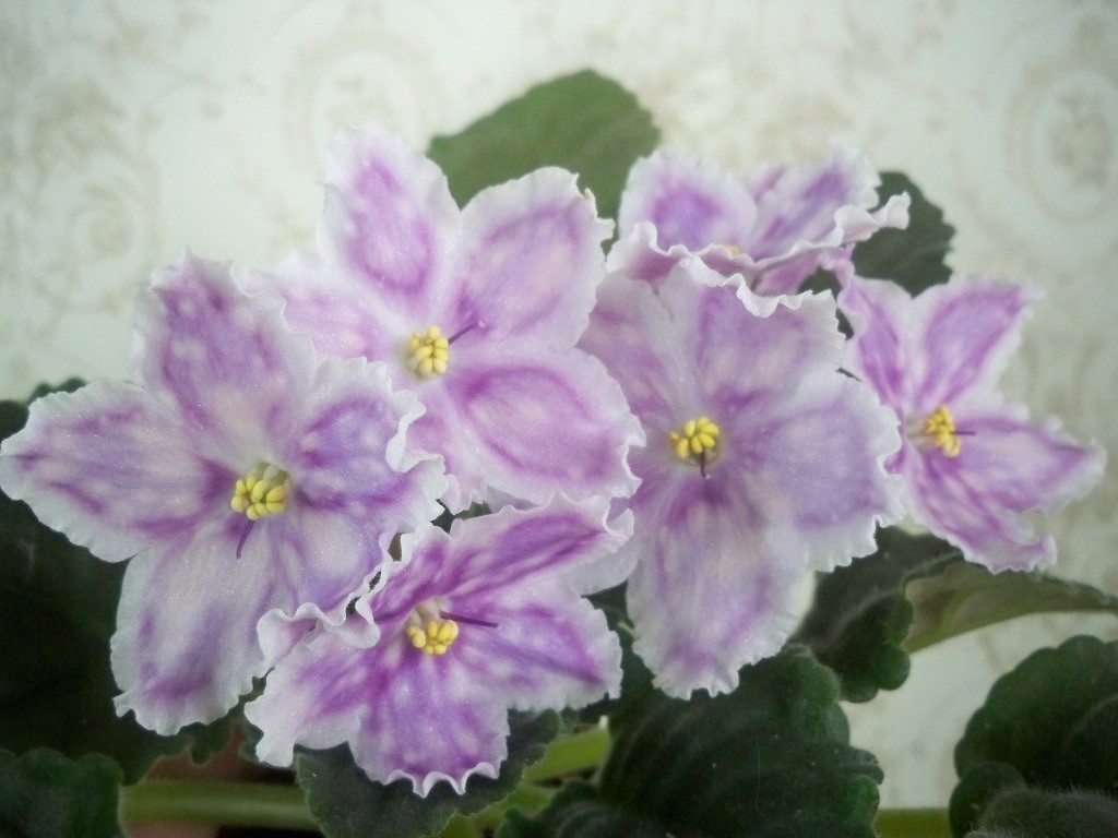 РС-Люси