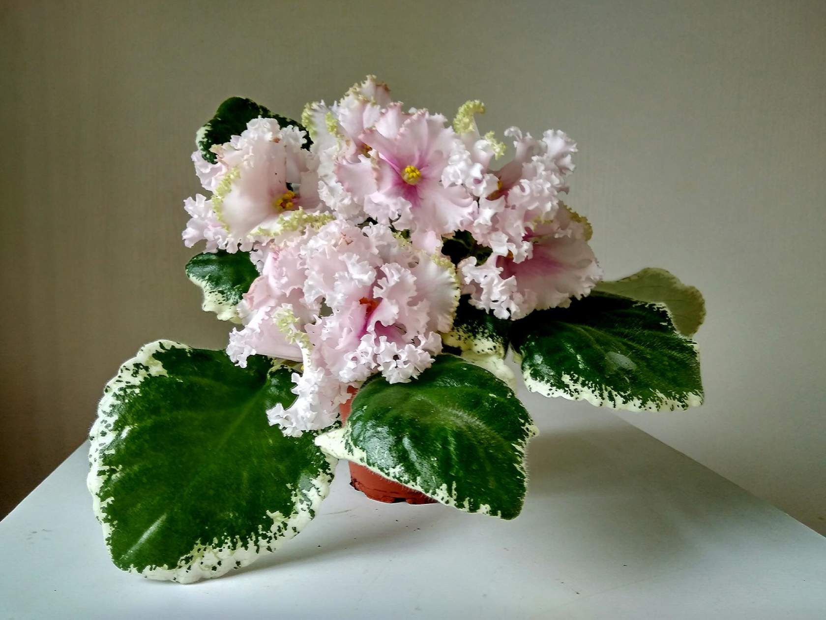 РС-Солнечный Апрель