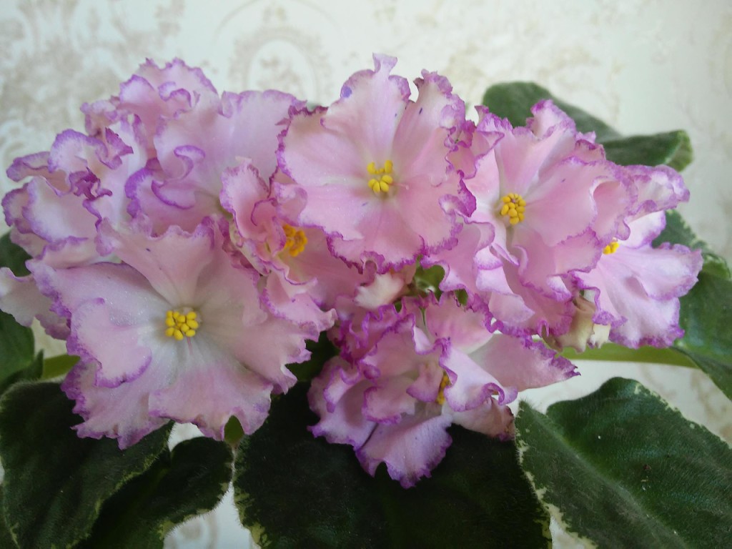 new roblox doors entity