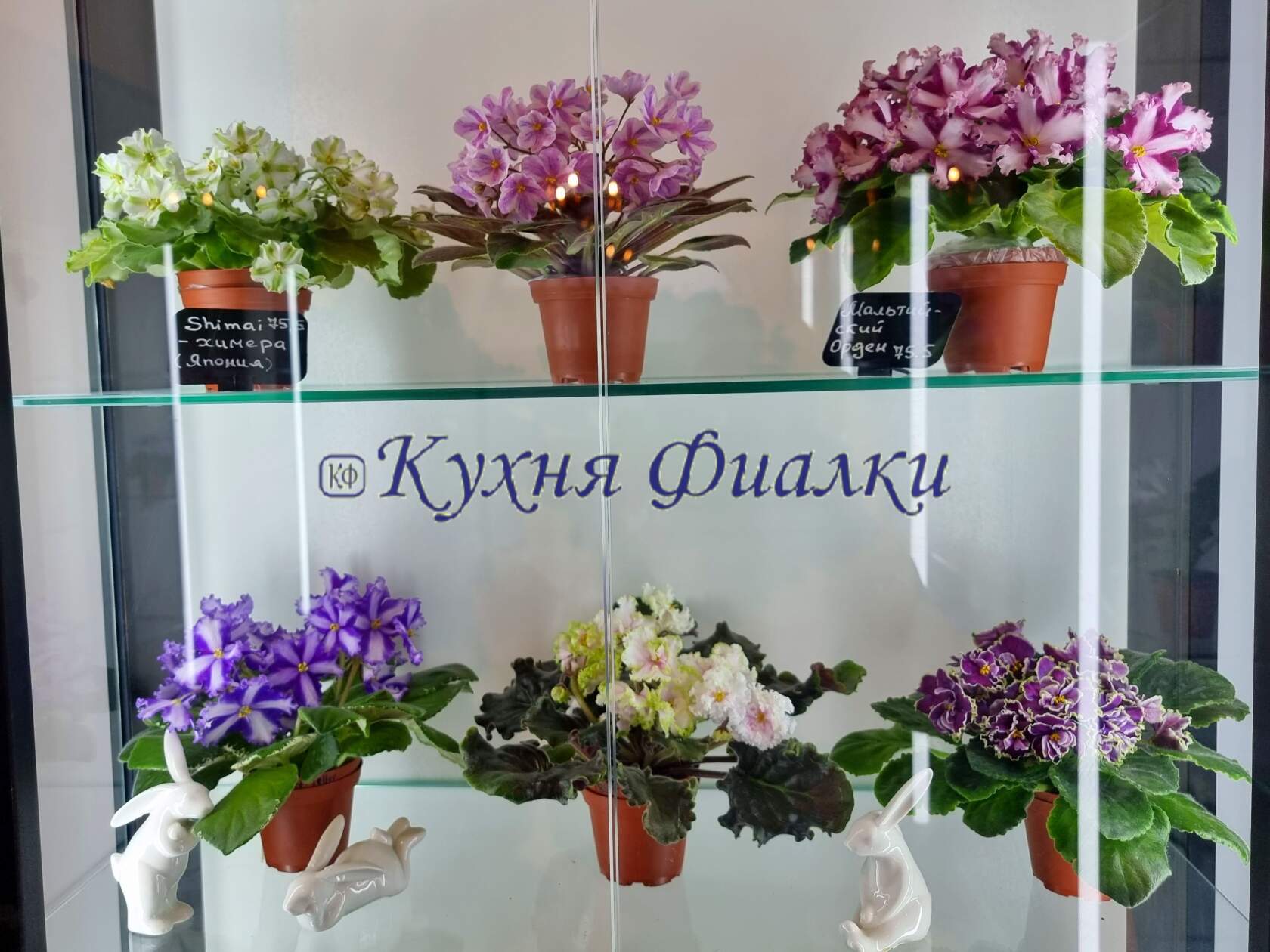 ФИАЛКИ В БЕЛАРУСИ, СТРЕПТОКАРПУСЫ В БЕЛАРУСИ, СТРЕПТОКАРПУСЫ В МОГИЛЕВЕ ...