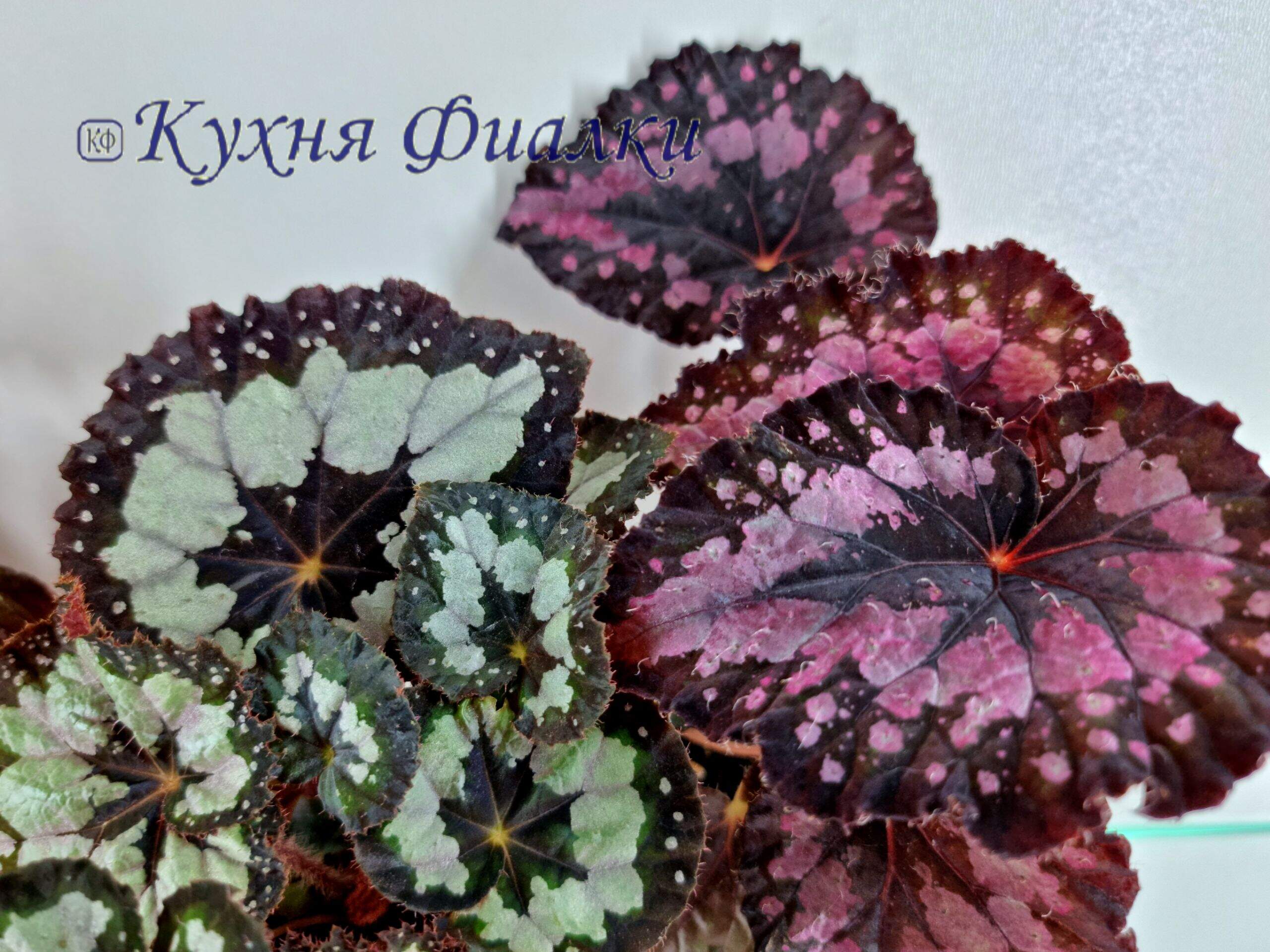 Ballarats Begonias