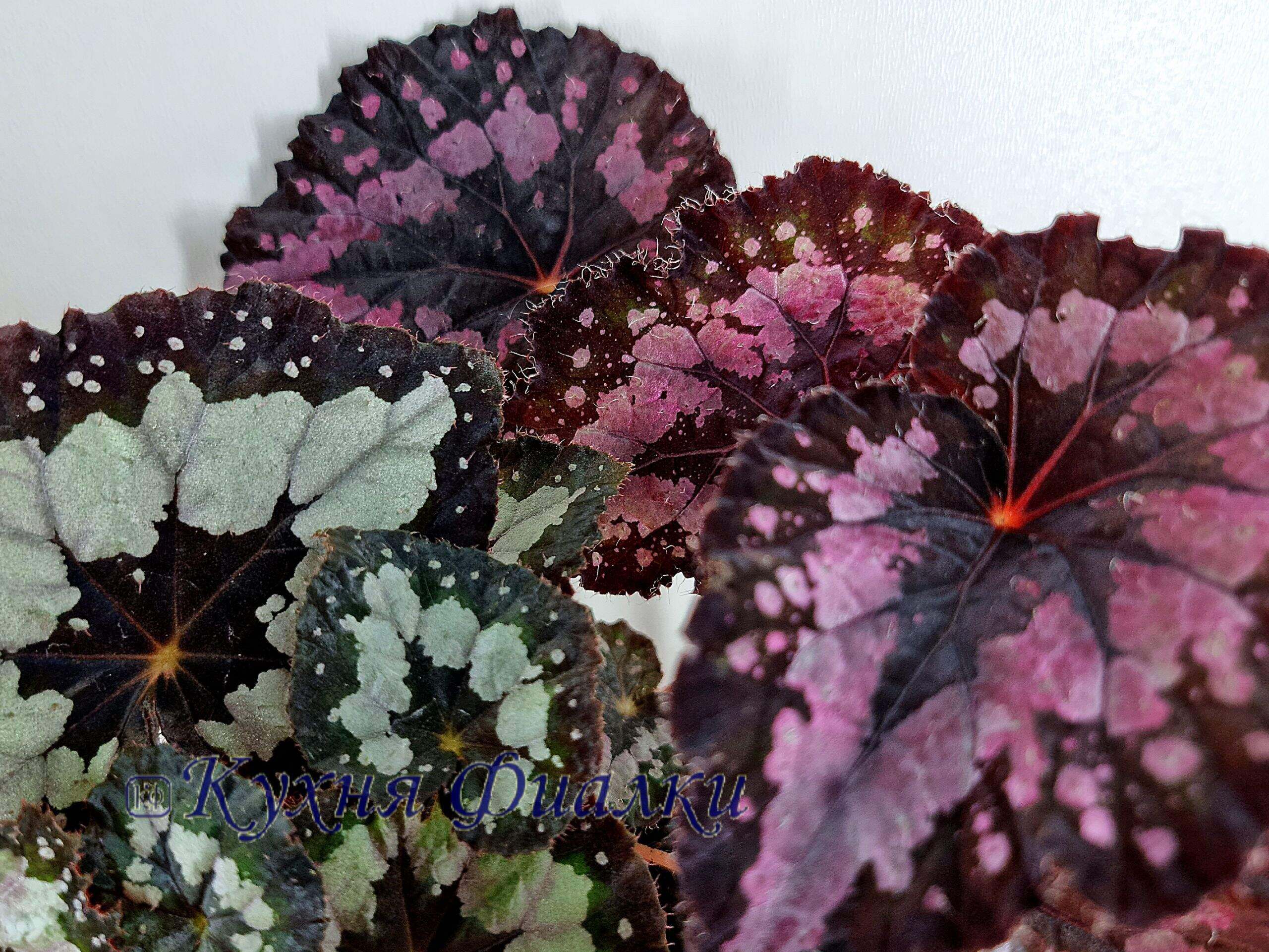 Ballarats Begonias