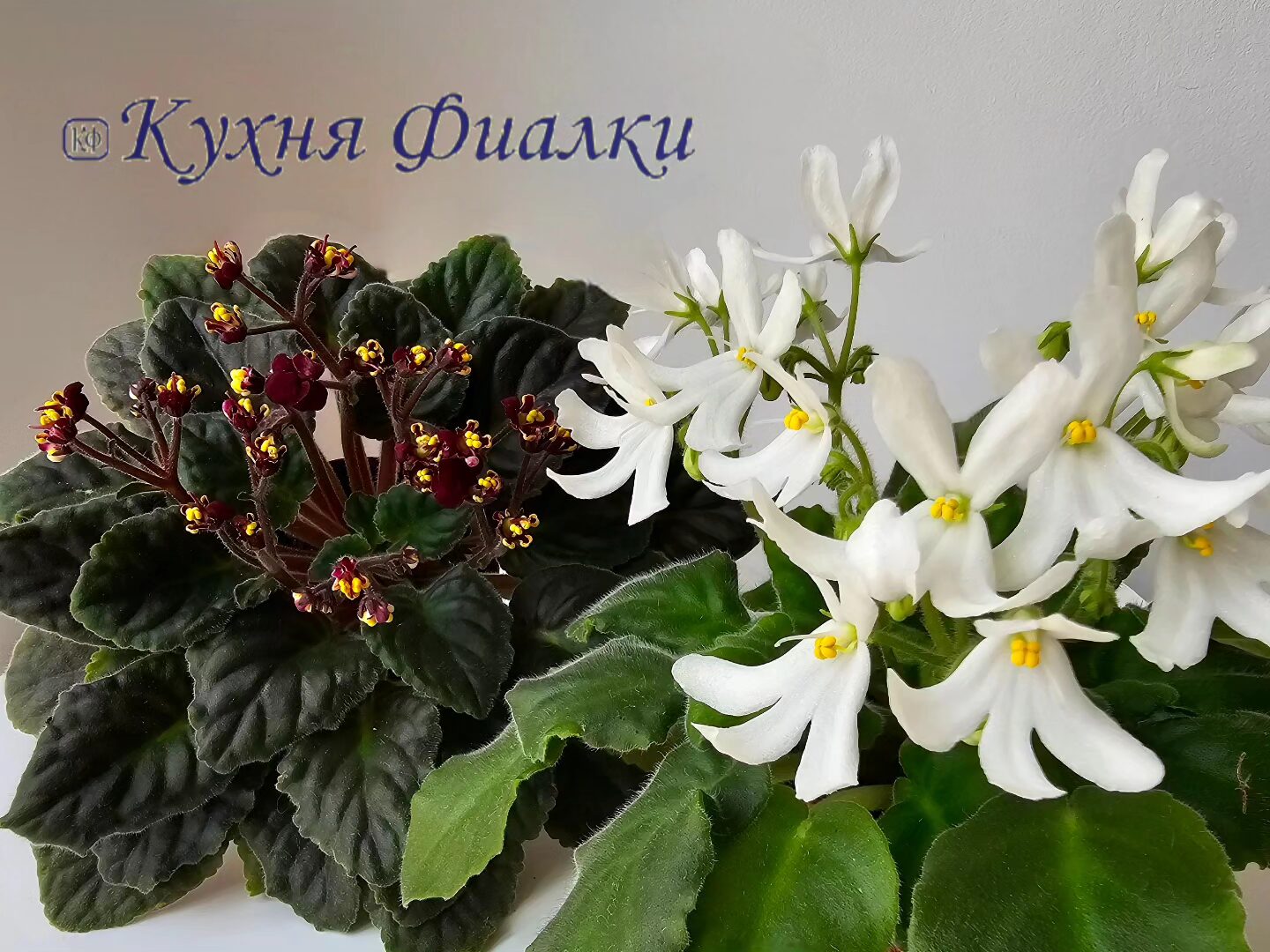 Фиалка минск. Фиалка Lunar Lily White. Ампельная фиалка. Фиалка узамбарская ампельная. Фиалка ампельная белая.