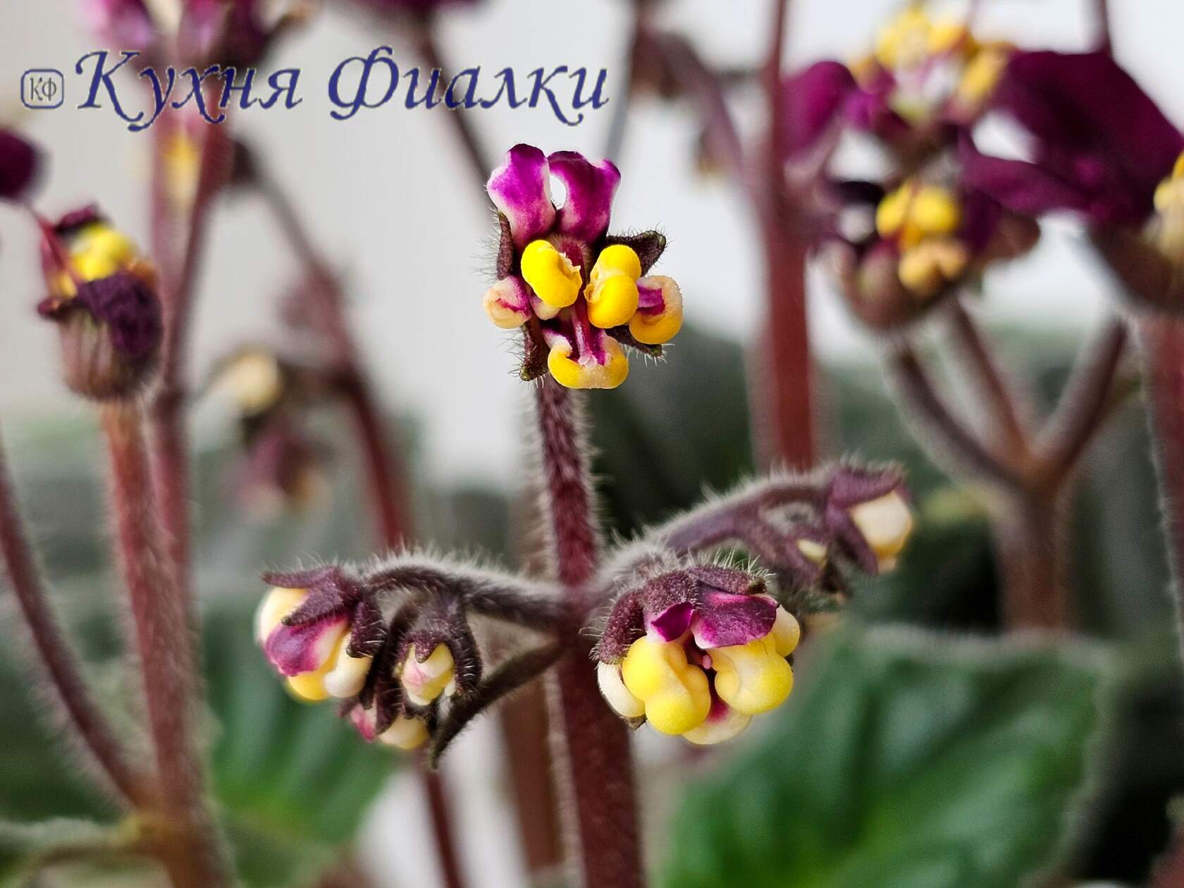 Фиалка минск. Кальцеолярия. Solanum baretiae. Tobacco Bush. Calceolaria uniflora обои.