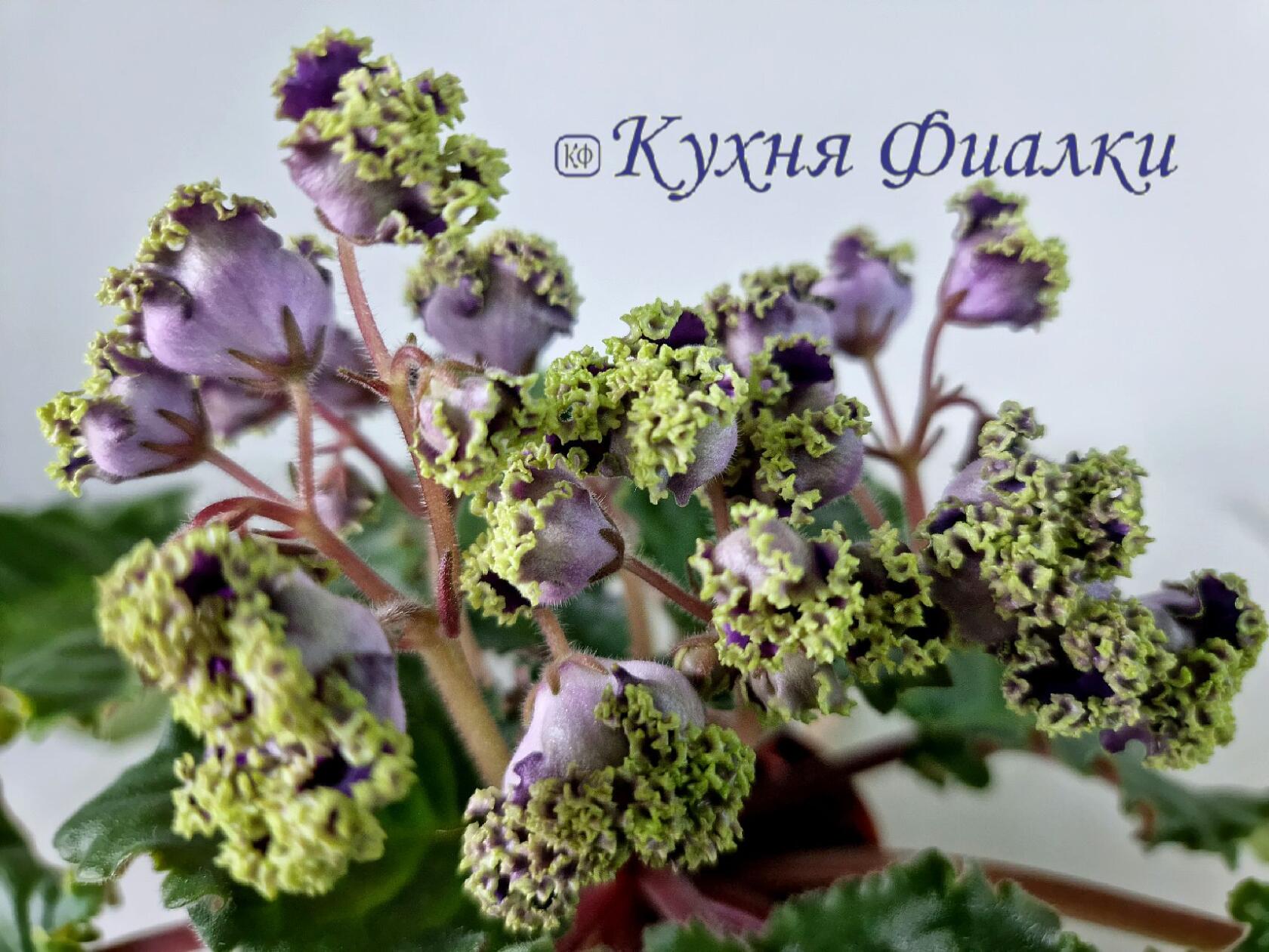 Фиалки Морев, НК, НД, ВаТ, ПТ, ЕК